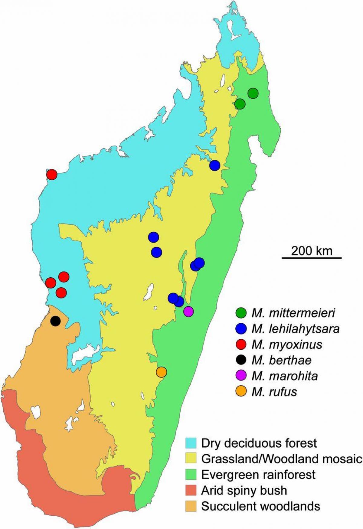 карта на Мадагаскар прашума
